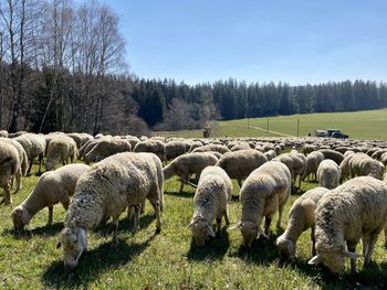 Sheep grazing in a field