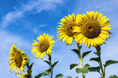 Close-up of sunflower against sky