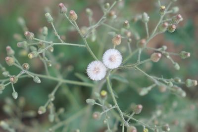 Close-up of flowering plant
