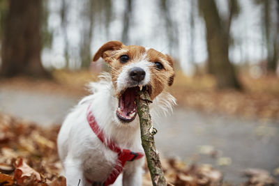 Portrait of dog sticking out tongue