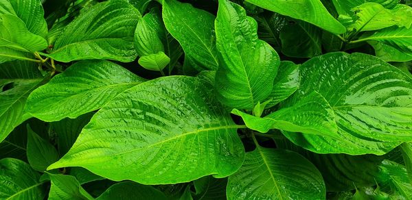 Full frame shot of green leaves