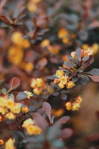 Close-up of yellow flowering plant during autumn