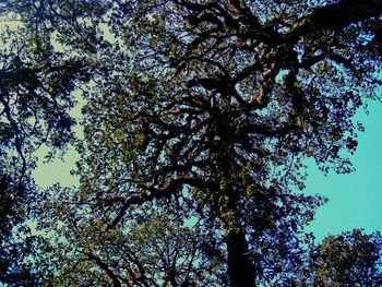 Low angle view of tree against sky