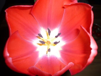 Close-up of red flower blooming outdoors