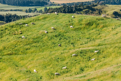 Scenic view of grassy field