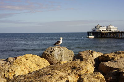Seagull perching on rock in sea against sky