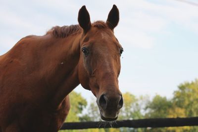 Portrait of horse