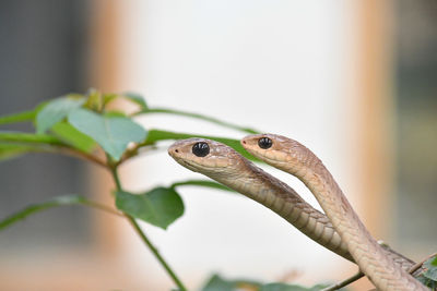 Close-up of a lizard