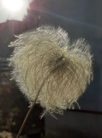 Close-up of dandelion against blurred background