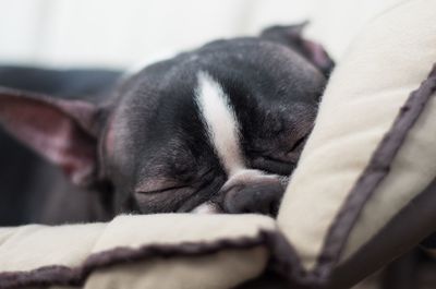 Close-up of dog sleeping on cushion