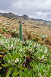 Giant lobelia on the slopes of mount kenya