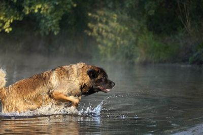 Dog drinking water in a lake