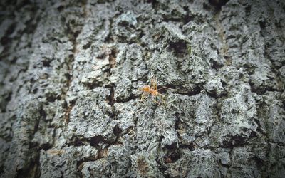 Close-up of ant on tree trunk