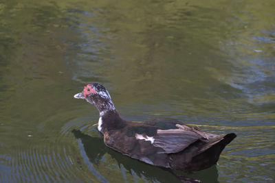 Close-up of duck swimming in lake