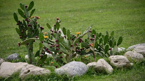 Plants growing on field