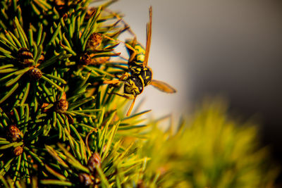 Close-up of pine tree