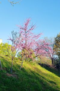 Cherry blossoms in field against clear sky