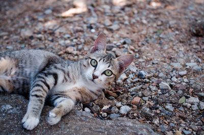 Portrait of a cat lying on ground