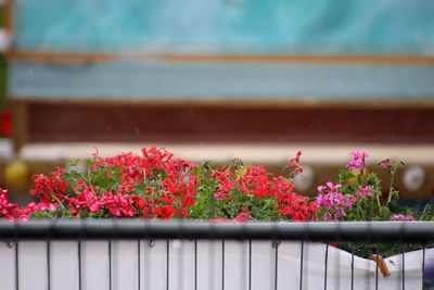 Close-up of flowering plants against railing