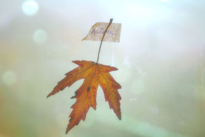 Close-up of leaf on water against sky
