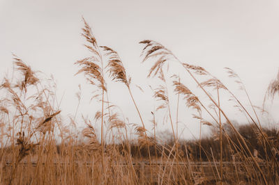 View of stalks in field against sky