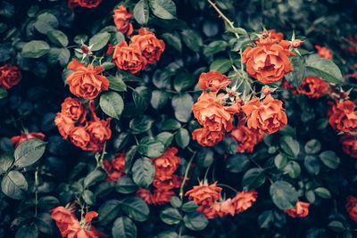 Close-up of flowers and plants