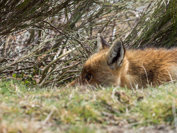 Close-up of rabbit on grass