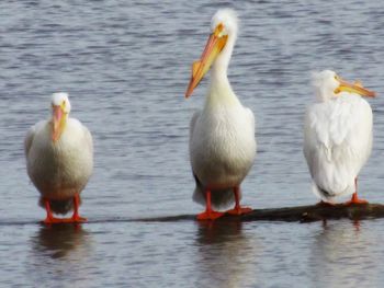 Birds in water