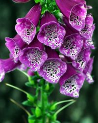 Close-up of purple flowering plant