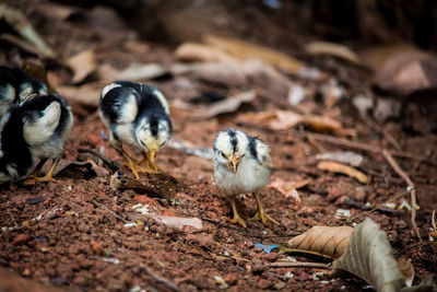 Close-up of a bird on field