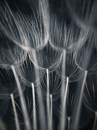 Full frame shot of feathers