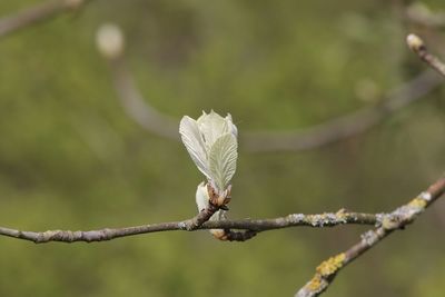 Close-up of new leaves opening  on branch