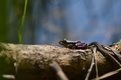 Close-up of insect