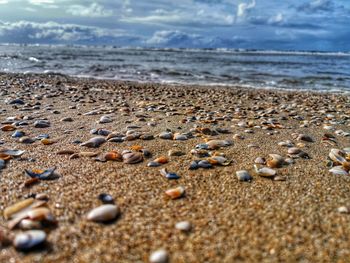 Surface level of shells on shore at beach against sky