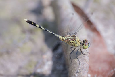 Close-up of damselfly