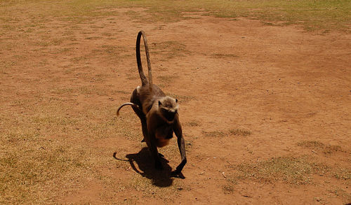 High angle view of langur on field