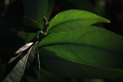 Close-up of leaves