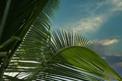 Close-up of palm tree leaves against sky