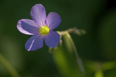 Close-up of purple flowers