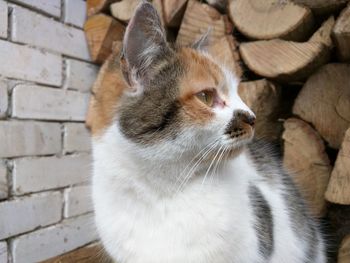 Close-up of cat against logs