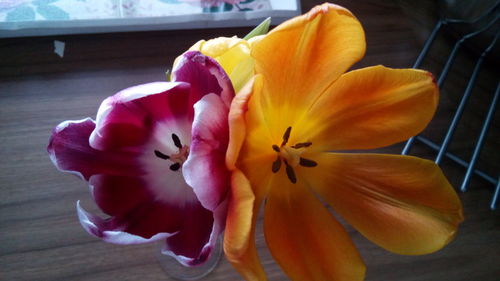 Close-up of yellow flower blooming on table