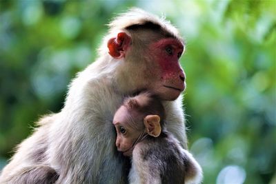 Close-up of monkeys monkey