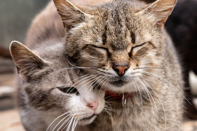 Close-up portrait of a cat with eyes closed