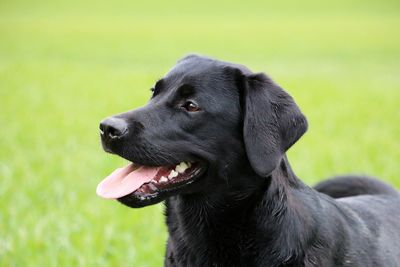 Close-up of a dog looking away