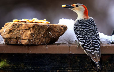 Woodpecker finds a supply of peanuts in the snow