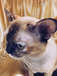 Close-up of cat looking away