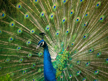 Close-up of peacock feathers