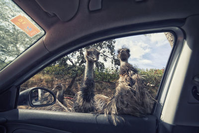 Reflection of trees on side-view mirror of car