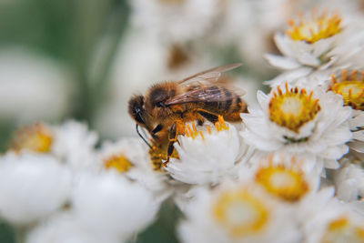 Close-up of bee pollinating on flower