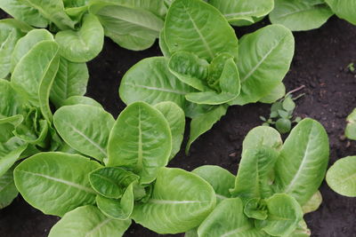 High angle view of green leaves on field